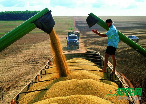 2017年大豆價(jià)格起伏大 明年種植需量力而行