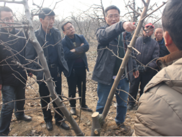 疫情防控期間，陜西梨園春季生產(chǎn)管理技術建議