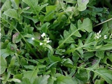 花葉薺菜種子 人們較喜愛的野菜種子品種